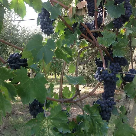 Bellavista * 산카시아노인발디파사
